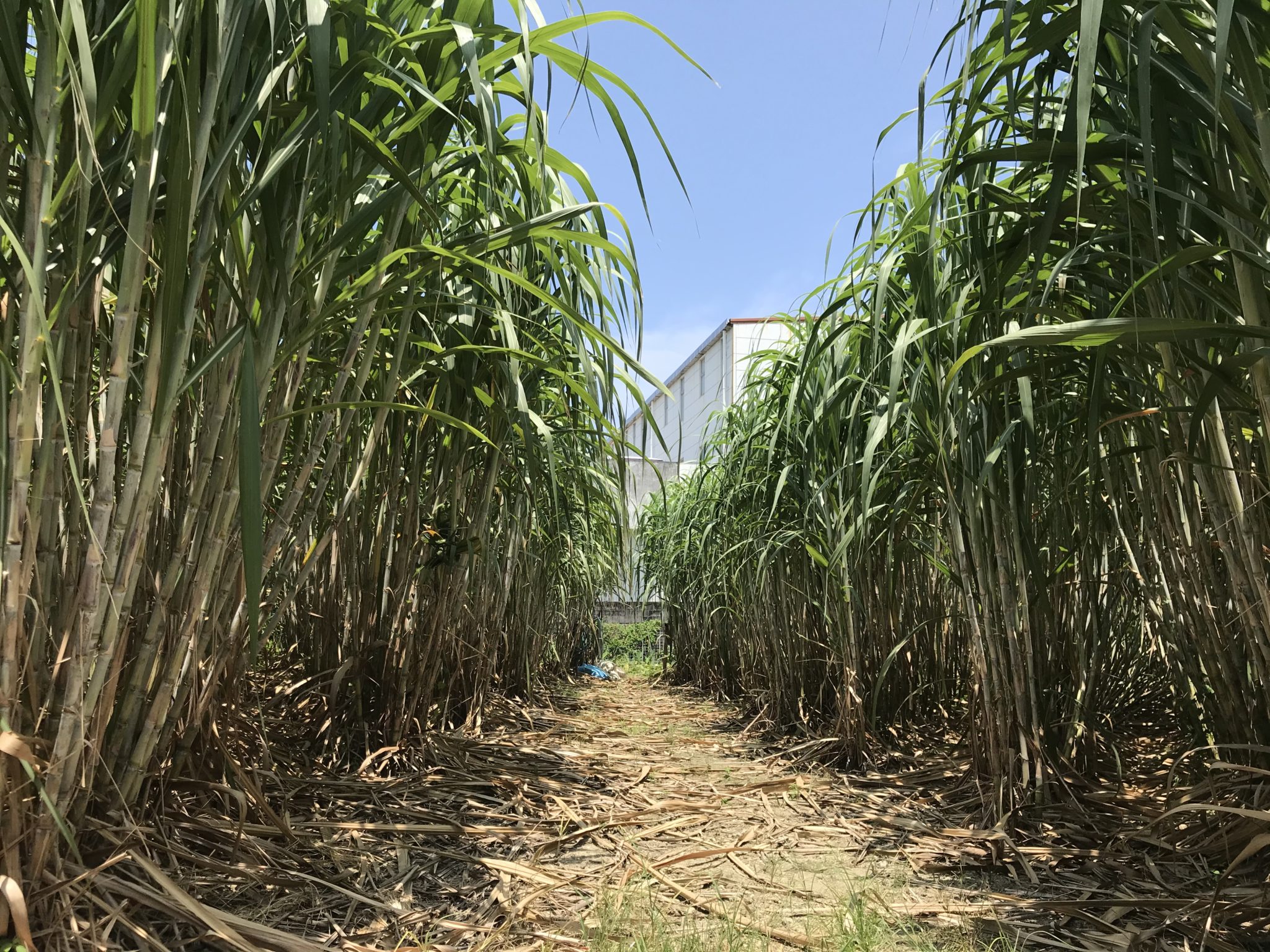 CONABによると、サトウキビの収穫量は史上2番目に多いが、火災によりサンパウロの生産が脅かされている